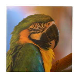 Handsome Parrot Tile Kakelplatta