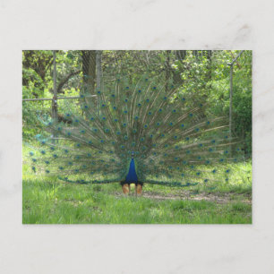 Handsome Peacock Showing Feathers Vykort