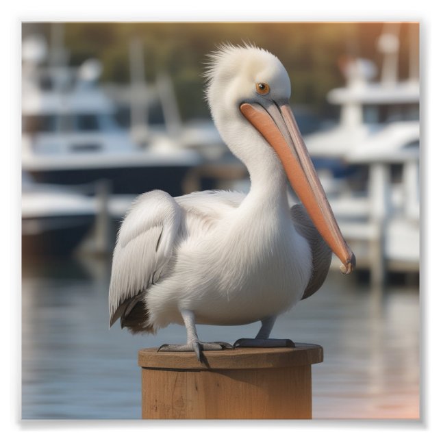 Handsome Pelican Fototryck (Framsidan)