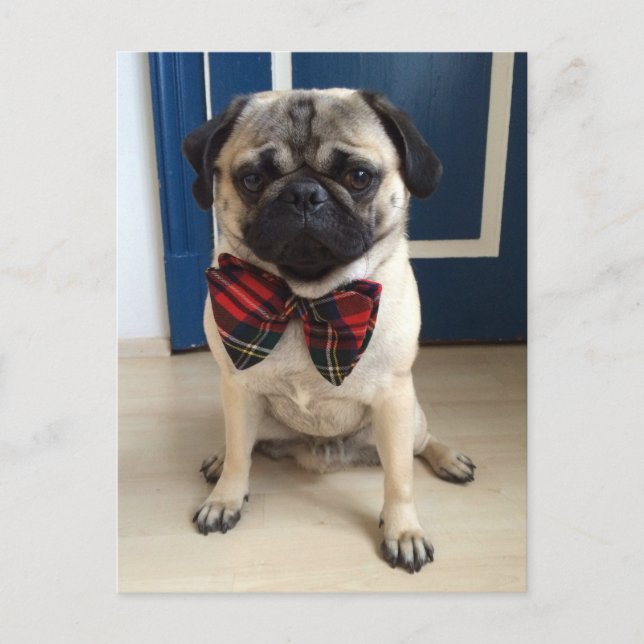 Handsome Pug in a Bow tie design Vykort (Framsida)