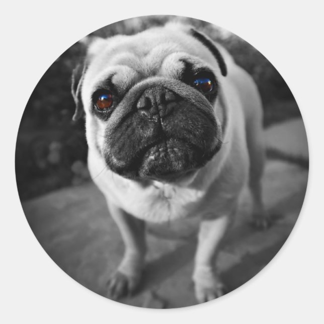 Handsome Pug Runt Klistermärke (Framsida)