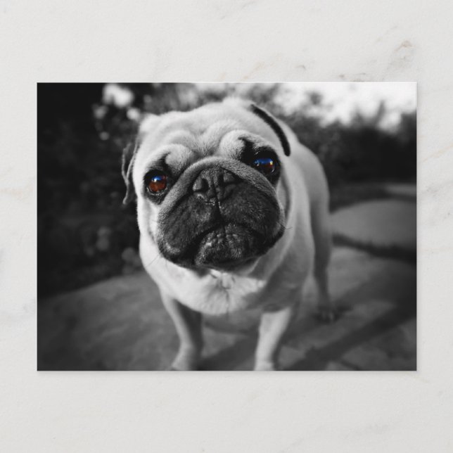 Handsome Pug Vykort (Framsida)