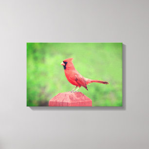 Handsome Red Cardinal Bird Canvastryck