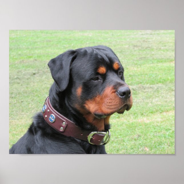 Handsome Rottweiler Poster (Framsidan)