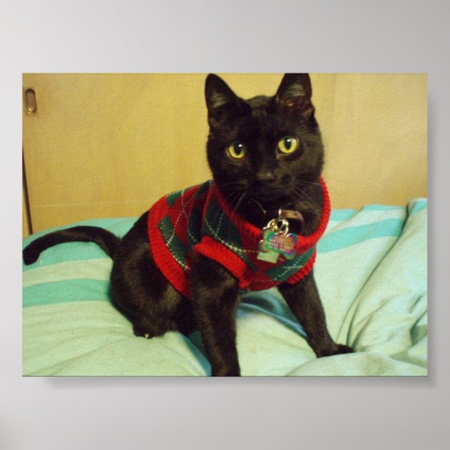 Handsome Seimei Poster Skriv ut (Framsidan)