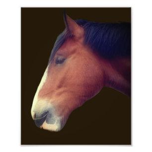 Handsome Shire Draft Horse Ansikte 8x10 Fototryck
