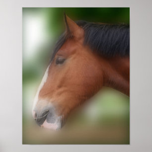 Handsome Shire Draft Horse Poster