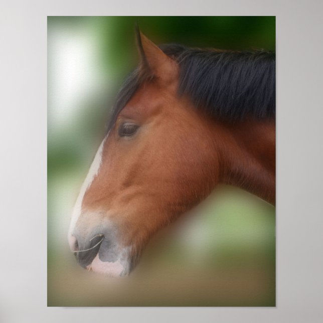 Handsome Shire Draft Horse Poster (Framsidan)