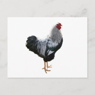 Handsome Silver Penciled Wyandotte Tupp Vykort