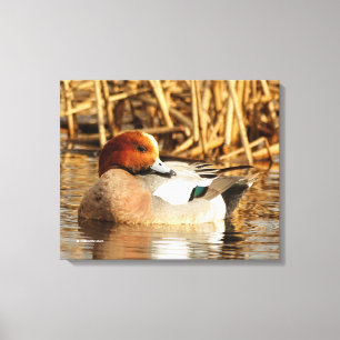 Handsome Stranger Eurasian Wigeon Anka vid dammen Canvastryck