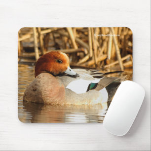 Handsome Stranger Eurasian Wigeon Anka vid dammen Musmatta