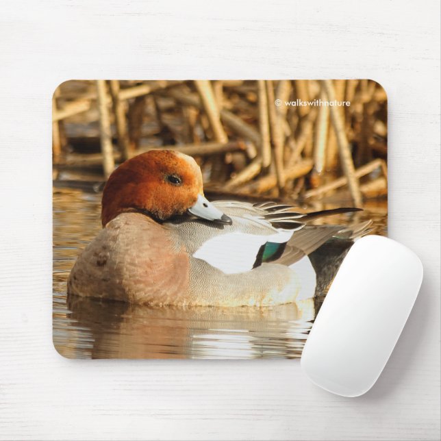 Handsome Stranger Eurasian Wigeon Anka vid dammen Musmatta (Med mus)