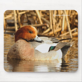 Handsome Stranger Eurasian Wigeon Anka vid dammen Musmatta