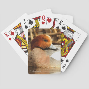 Handsome Stranger i Town Eurasian Wigeon Anka Casinokort