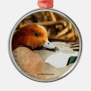 Handsome Stranger i Town Eurasian Wigeon Anka Julgransprydnad Metall