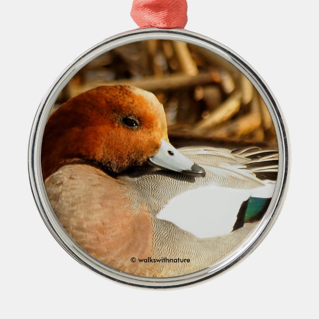 Handsome Stranger i Town Eurasian Wigeon Anka Julgransprydnad Metall (Framsidan)