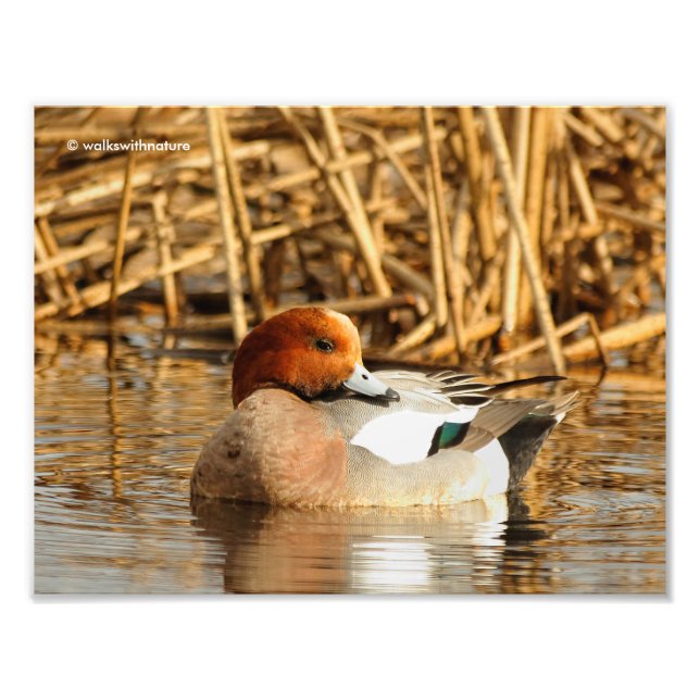 Handsome Stranger i Town Eurasian Wigeon Fototryck (Framsidan)