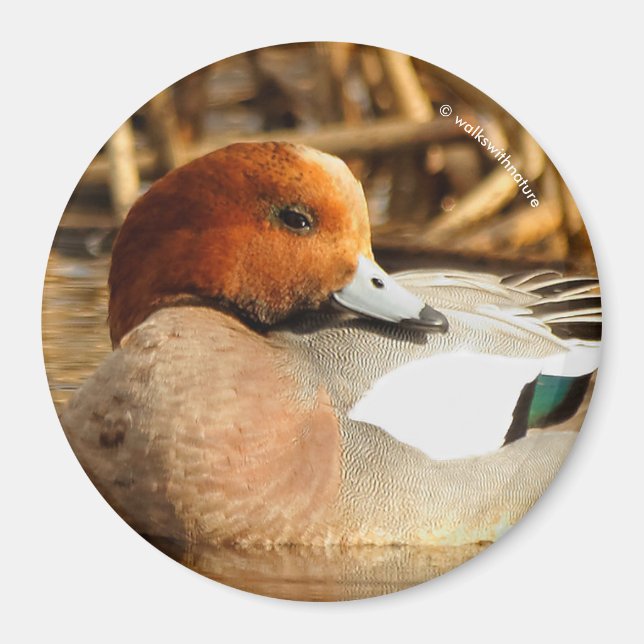 Handsome Stranger i Town Eurasian Wigeon Magnet (Framsidan)