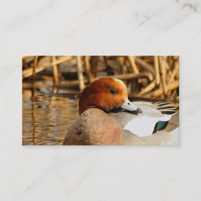 Handsome Stranger i Town Eurasian Wigeon Visitkort (Framsida)
