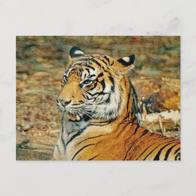 Handsome Tiger Vykort (Framsida)