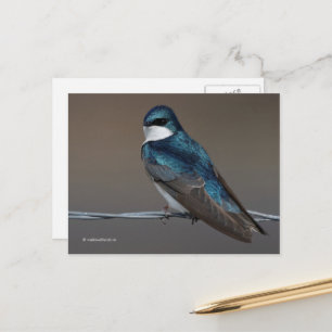 Handsome Träd Sväljer Songbird Bird på en kabel Vykort