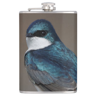 Handsome Träd Sväljer Songbird på ett trål Fickplunta