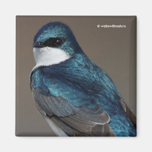Handsome Träd Sväljer Songbird på ett trål Magnet