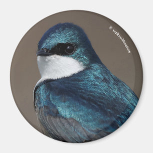 Handsome Träd Sväljer Songbird på ett trål Magnet