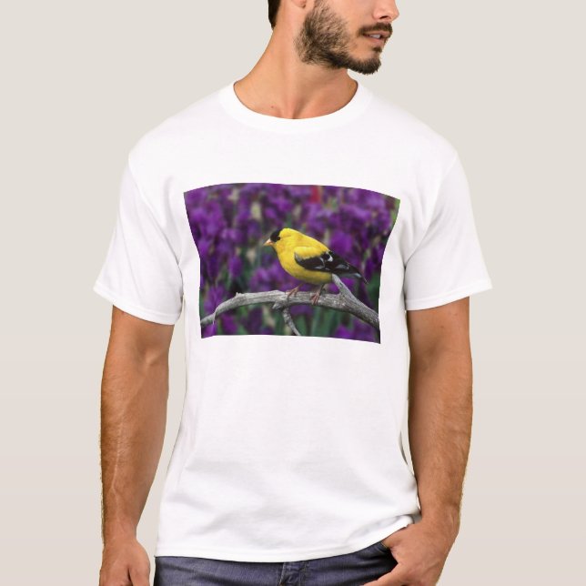 Hane, amerikansk guldfink i sommardräkt, t shirt (Framsida)
