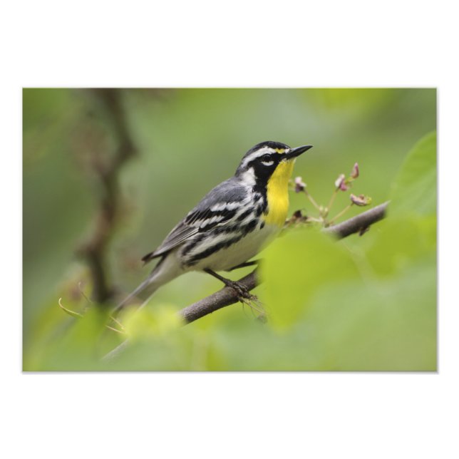 Hane Gulstrupig sångare, Dendroica Fototryck (Framsidan)