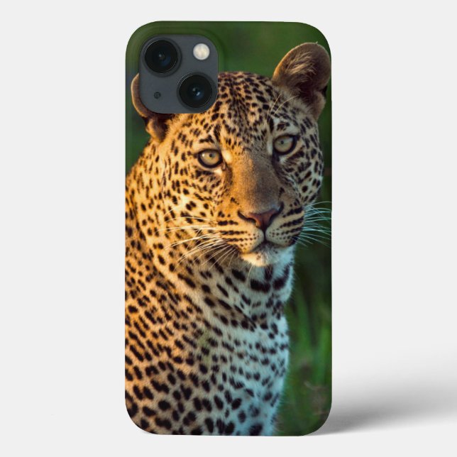 Hane Leopard (Panthera Pardus) Fullvuxen unge (Baksida)