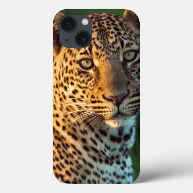 Hane Leopard (Panthera Pardus) Fullvuxen unge (Baksida)