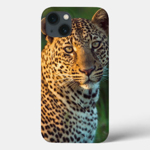 Hane Leopard (Panthera Pardus) Fullvuxen unge