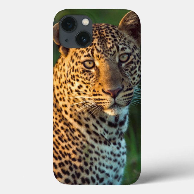Hane Leopard (Panthera Pardus) Fullvuxen unge (Baksida)