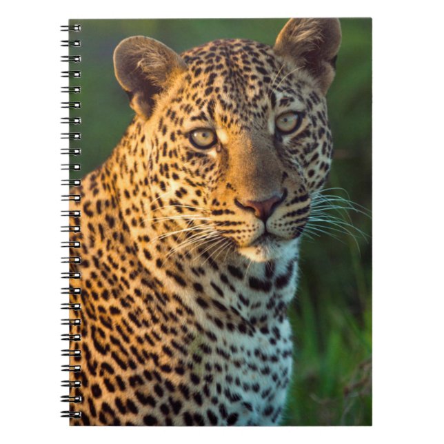 Hane Leopard (Panthera Pardus) Fullvuxen unge Anteckningsbok (Framsidan)
