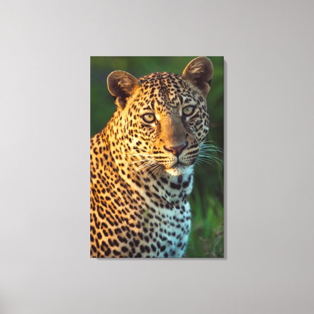 Hane Leopard (Panthera Pardus) Fullvuxen unge Canvastryck (Framsida)