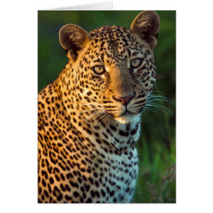 Hane Leopard (Panthera Pardus) Fullvuxen unge Hälsningskort