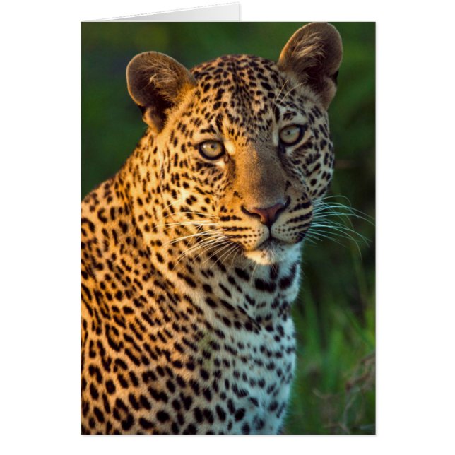 Hane Leopard (Panthera Pardus) Fullvuxen unge Hälsningskort (Framsidan)