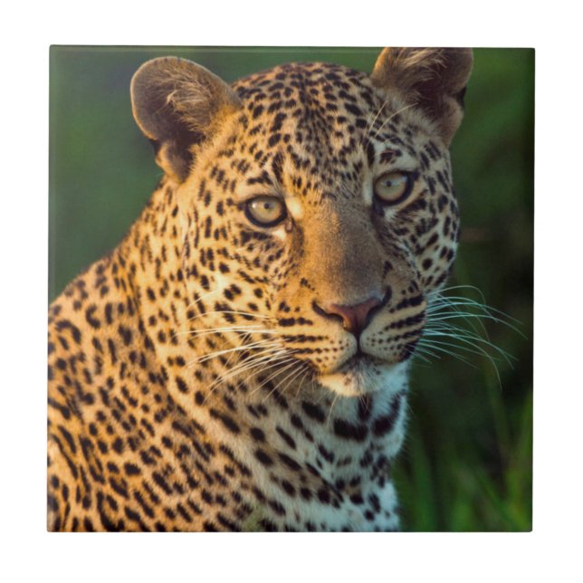 Hane Leopard (Panthera Pardus) Fullvuxen unge Kakelplatta (Framsidan)