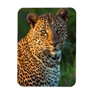 Hane Leopard (Panthera Pardus) Fullvuxen unge Magnet