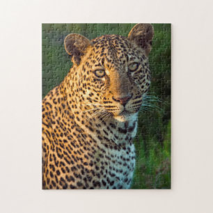 Hane Leopard (Panthera Pardus) Fullvuxen unge Pussel
