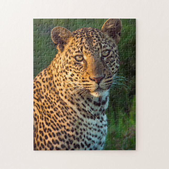 Hane Leopard (Panthera Pardus) Fullvuxen unge Pussel (Vertikal)