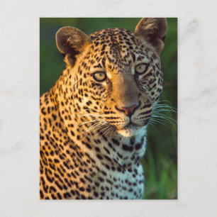 Hane Leopard (Panthera Pardus) Fullvuxen unge Vykort