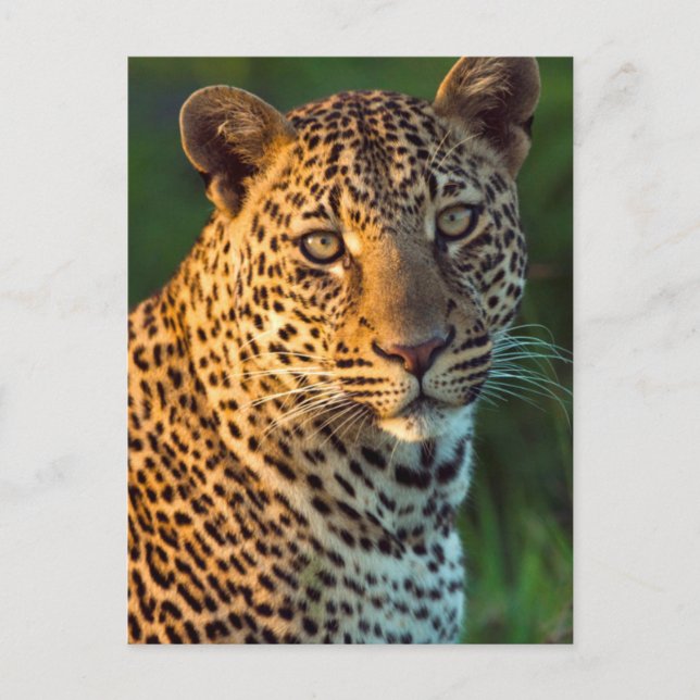 Hane Leopard (Panthera Pardus) Fullvuxen unge Vykort (Framsida)