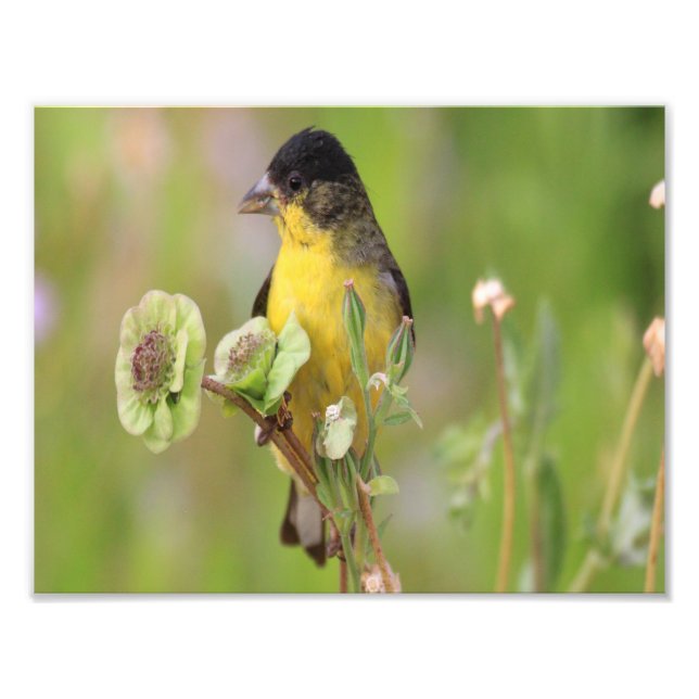Hane Steglits sittande på blommor Fototryck (Framsidan)