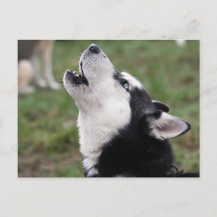 hånfull husky vykort