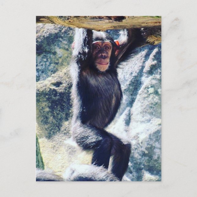 häng chimp vykort (Framsida)