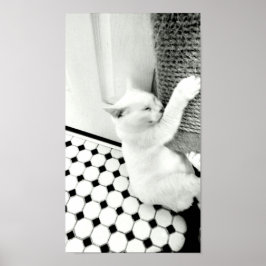 Häng in där, svart och vit katt Poster