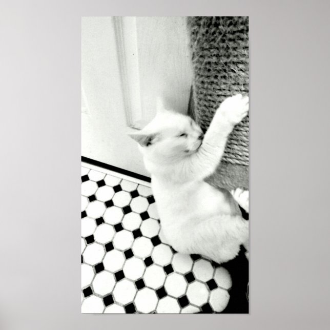 Häng in där, svart och vit katt Poster (Framsidan)