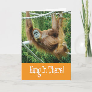 Häng kvar med rolig orangutang i träd kort